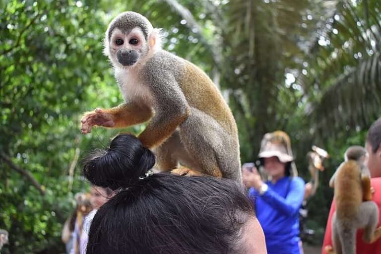 800px-Un_mono_ardilla_posa_sobre_la_cabeza_de_una_turista-LOW