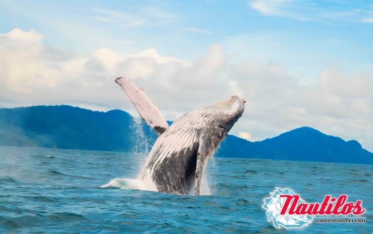 espectaculo-de-avistamiento.remini-enhanced